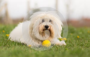 Coton de Tulear dog photo