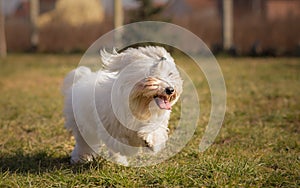 Coton de Tulear photo