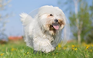 Coton de tulear dog run in spring photo