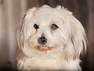 Coton de Tulear dog photo