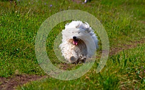 Coton de Tulear in Full Swing: Embracing Nature\'s Bliss