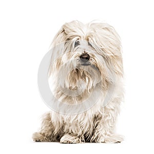 Coton de Tulear looking at the camera, isolated photo