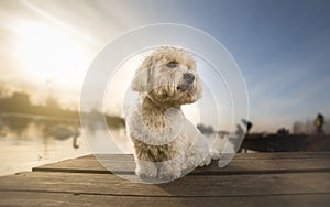 Coton de tulear portrait dog on dock