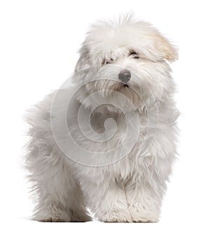 Coton de Tulear puppy, 4 months old photo