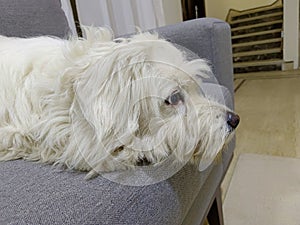 Coton de Tulear resting on the couch