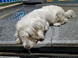 Coton de Tulear resting on the ground