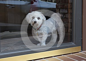 A Coton dog wistfully looking outside