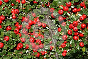 Cotoneaster photo
