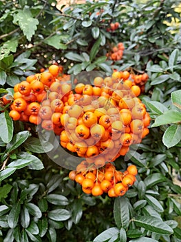 Cotoneaster Berries from shrubs and small trees