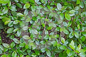 A cotoneaster branch with green young fresh leaves and buds