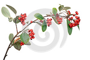 Cotoneaster branch isolated photo