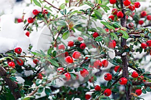 Cotoneaster bush with bright red berries, green leaves covered with white snow.
