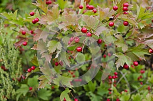 A Cotoneaster bush with lots of red berries on branches, autumnal background. Close-up colorful autumn wild bushes with red berrie