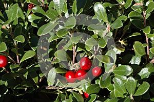 Cotoneaster cochleatus Shrub with Large Red Berries