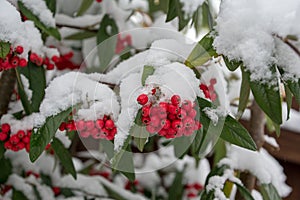 Cotoneaster cornubia tree with snow