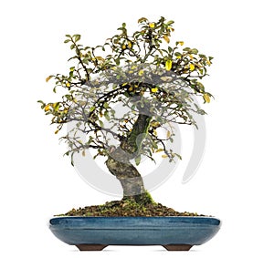 Cotoneaster dammeri bonsai tree, isolated