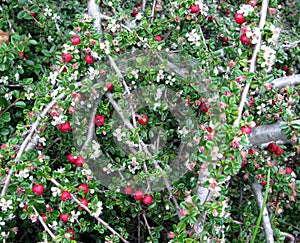 Cotoneaster dammeri bush background