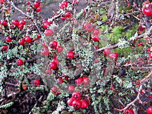 Cotoneaster dammeri red berries and Lichen Moss