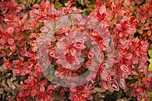 Cotoneaster horizontal with red leaves