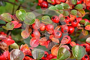 Cotoneaster Horizontalis Clothed in Autumnal Colours photo