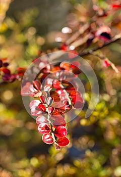 Cotoneaster horizontalis in fall photo