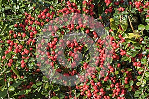 Cotoneaster horizontalis photo
