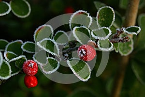 Cotoneaster and Ice 01 photo