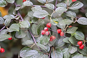 Cotoneaster integerrimus red autumn fruits and green leaves on branches photo