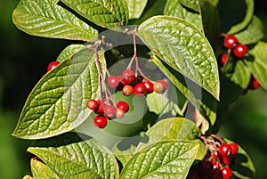 Cotoneaster lacteus