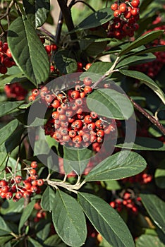 Cotoneaster lacteus branch with red berries
