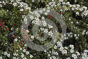 Cotoneaster microphyllus in bloom