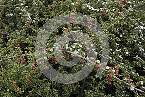 Cotoneaster microphyllus in bloom