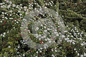 Cotoneaster microphyllus in bloom