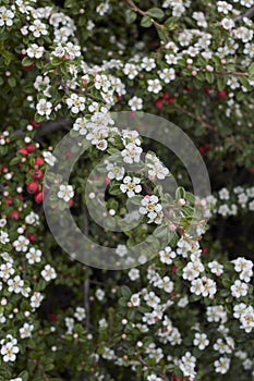 Cotoneaster microphyllus in bloom