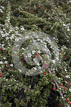 Cotoneaster microphyllus in bloom