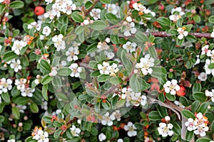 Cotoneaster microphyllus, low growing evergreen shrub for landscapes photo