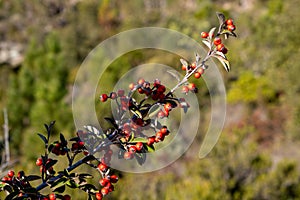 Cotoneaster pannosus Franch. CotonÃ©aster leaf