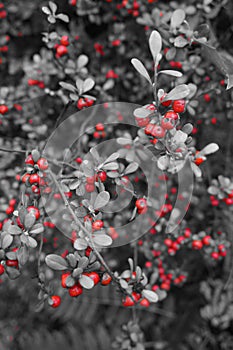 Cotoneaster with Red berries in black & white