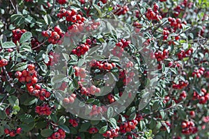 Cotoneaster red fruits in garden