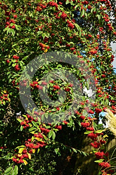 Cotoneaster Salicifolius `Avonbank`