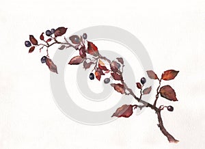 Cotoneaster watercolor painting photo