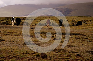 Cotopaxi and its magic