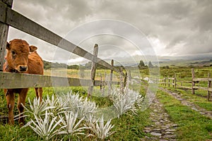 Cotopaxi National Park