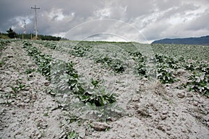 Cotopaxi volcano eruption, Ecuador