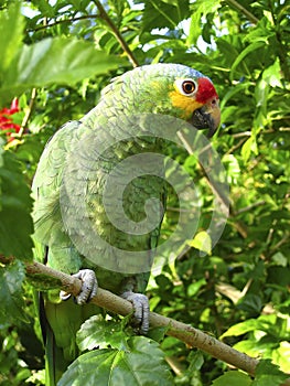 Cotorra parrot green from Central America
