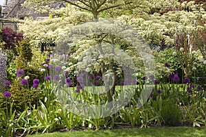 Cotswold cottage garden border with Wisteria and Alliums, England