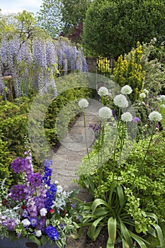 Cotswold cottage garden with Wisteria and Alliums, England