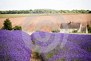 Cotswold cottage overlooking the lavender fields in full bloom at Snowshill in Worcestershire