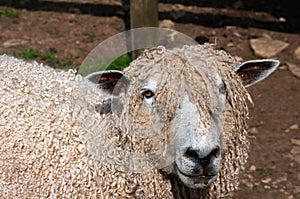 Cotswold ewe close up