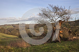 Cotswold landscape in winter